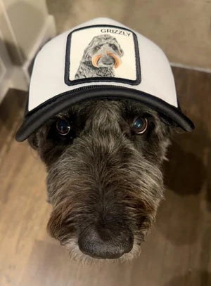 Customer pet photo