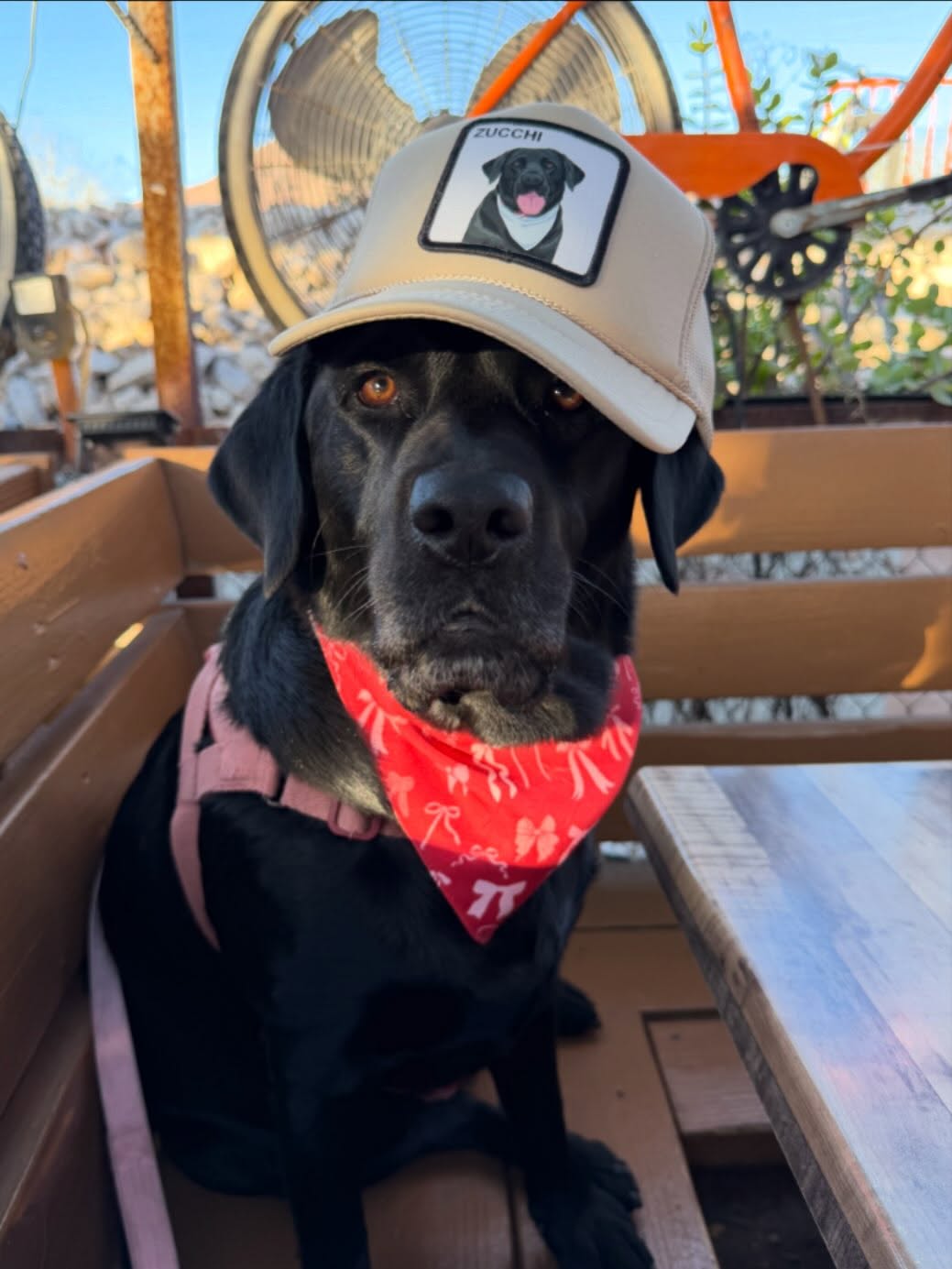 Customer pet photo